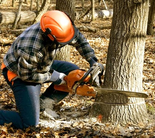 Tree Removal in Maiden Rock, WI